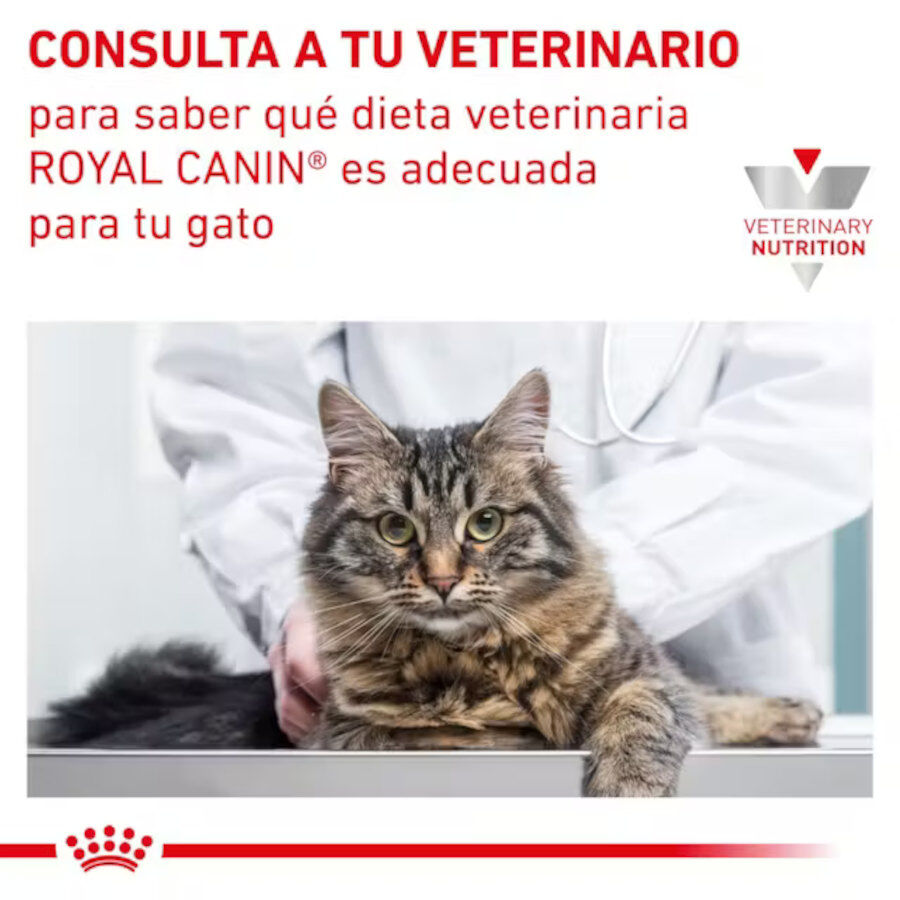 12 saquetas x 85 g Royal Canin Mature Consult L&aacute;minas em molho Sachet para gatos, , large Imagem n&uacute;mero 6