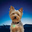 Nite Ize Petlit Lime Jewel Luz LED Verde com mosquetão para coleira para cães, , large Indicador imagem número 2