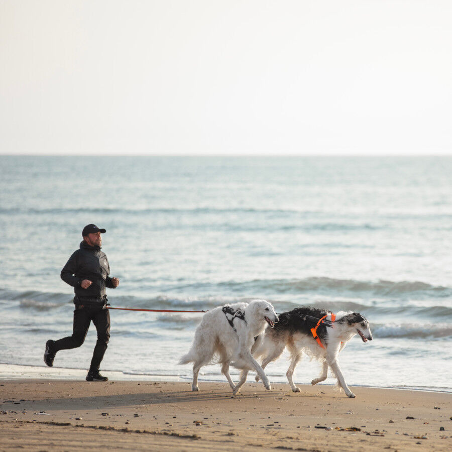 Non-stop dogwear Freemotion Peitoral preto e laranja para c&atilde;es, , large Imagem n&uacute;mero 12