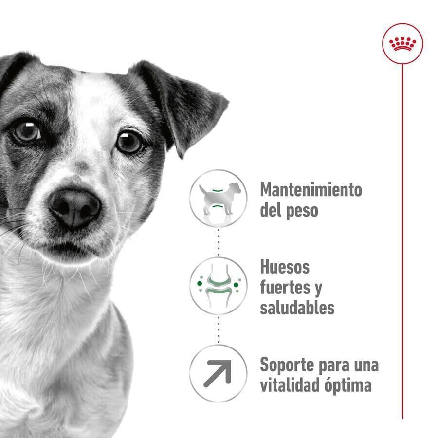 8 kg Royal Canin Mini 8+ Adult ra&ccedil;&atilde;o para c&atilde;es, , large Imagem n&uacute;mero 5