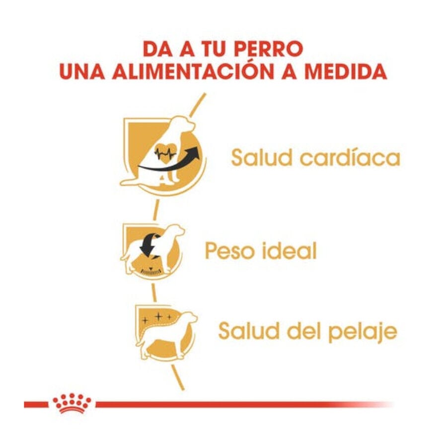 3 kg Royal Canin Adult Cavalier King Charles ra&ccedil;&atilde;o para c&atilde;es, , large Imagem n&uacute;mero 3