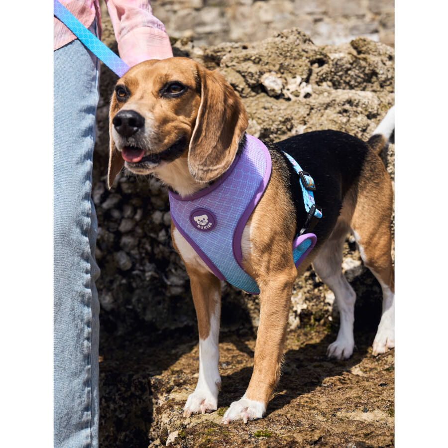 Dukier Mermaid Peitoral revers&iacute;vel para c&atilde;es, , large Imagem n&uacute;mero 2