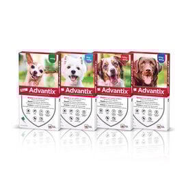 Advantix Pipetas antiparasitas para cães