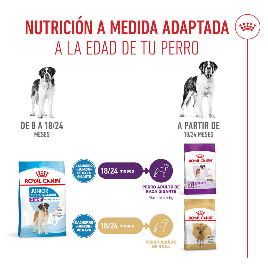 15 kg Royal Canin Junior Giant ra&ccedil;&atilde;o para c&atilde;es, , large Imagem n&uacute;mero 6