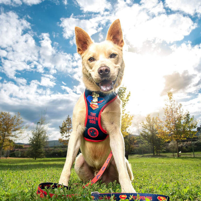 DC Comics Super Pets Peitoral estampado para cães,  Imagem número 4 DC Comics Super Pets Peitoral estampado para cães, , large Imagem número 4