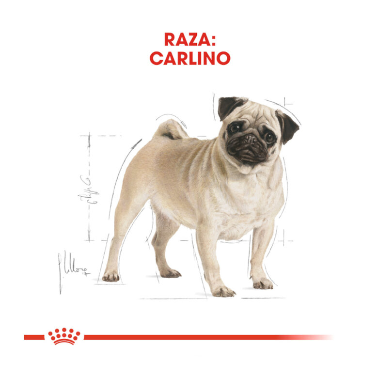 3 kg Royal Canin Adult Pug ração para cães,  Imagem número 4 3 kg Royal Canin Adult Pug ração para cães, , large Imagem número 4