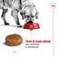 15 kg Royal Canin Maxi Adult 5+ ração para cães seniores de raça grande, , large Indicador imagem número 8