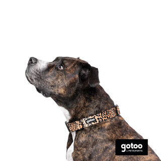 Gotoo Coleira estampada leopardo castanha para cães