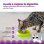 Outward Hound Catstages Cat Fun Comedouro Anti-Voracidade Verde para gatos, , large Indicador imagem número 4