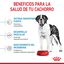 15 kg Royal Canin Junior Giant ração para cães, , large Indicador imagem número 6