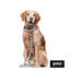 Trela estampada folhas para cães, , large Indicador imagem número 6