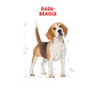 Royal Canin Adult Beagle ração para cães, , large image number null