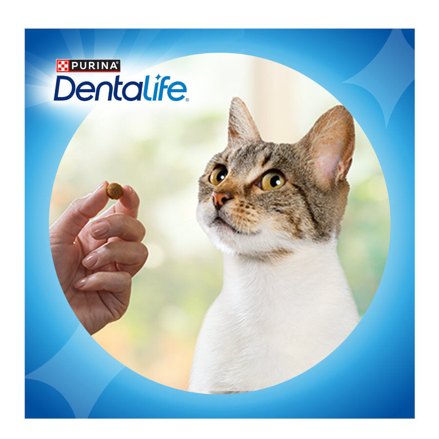 40 g Dentalife Daily Oral Salm&atilde;o Snacks Dent&aacute;rios para gatos, , large Imagem n&uacute;mero 8