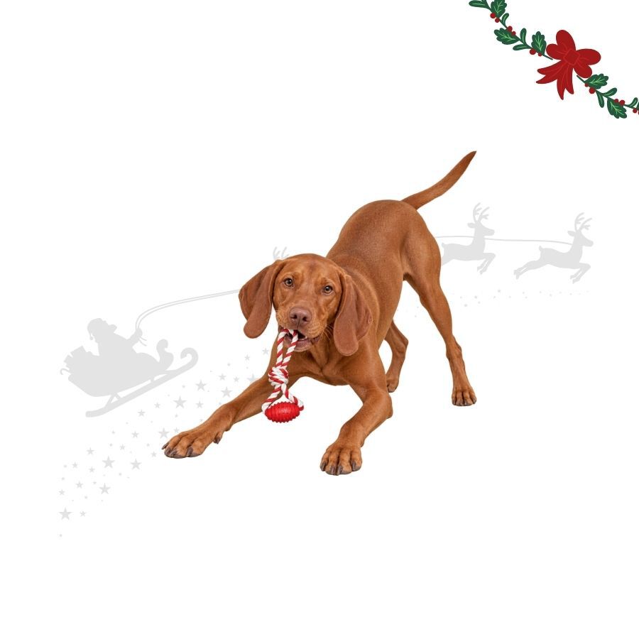 Wonder Christmas Osso com Corda Brinquedo para c&atilde;es, , large Imagem n&uacute;mero 1