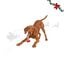 Wonder Christmas Osso com Corda Brinquedo para c&atilde;es, , large Indicador imagem n&uacute;mero 1