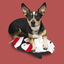 Wonder Christmas Pinguim Interativo Tapete Olfativo para cães , , large Indicador imagem número 3