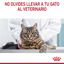 10 kg Royal Canin HaireSkin ração para gatos, , large Indicador imagem número 8