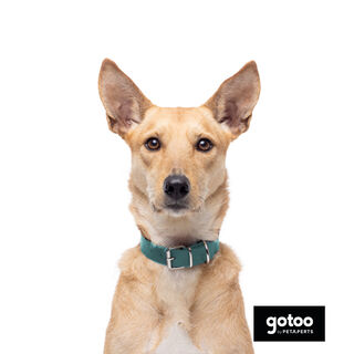 Gotoo Coleira vegan verde para cães