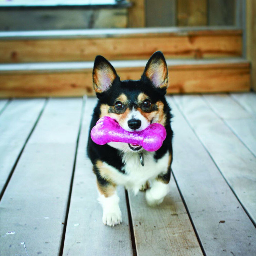 Kong Squeezz Crackle osso para c&atilde;es, , large Imagem n&uacute;mero 2