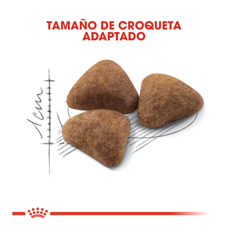 10 kg Royal Canin Home Life Indoor 27 ra&ccedil;&atilde;o para gatos, , large Imagem n&uacute;mero 3