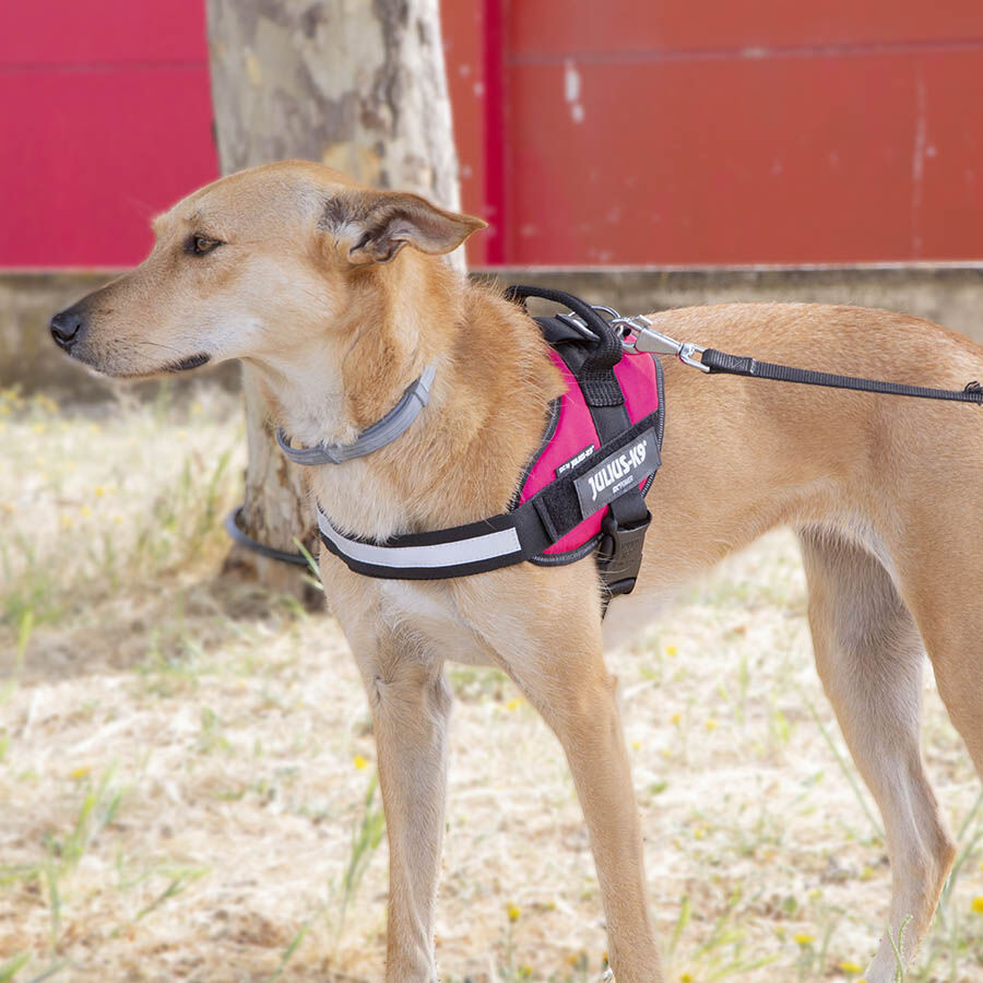 Julius K-9 IDC Peitoral Magenta para c&atilde;es, , large Imagem n&uacute;mero 2
