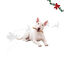 1 pack x 15 uns.Wonder Christmas Palitos de Colag&eacute;nio com Peru Snacks para C&atilde;es, , large Indicador imagem n&uacute;mero 1