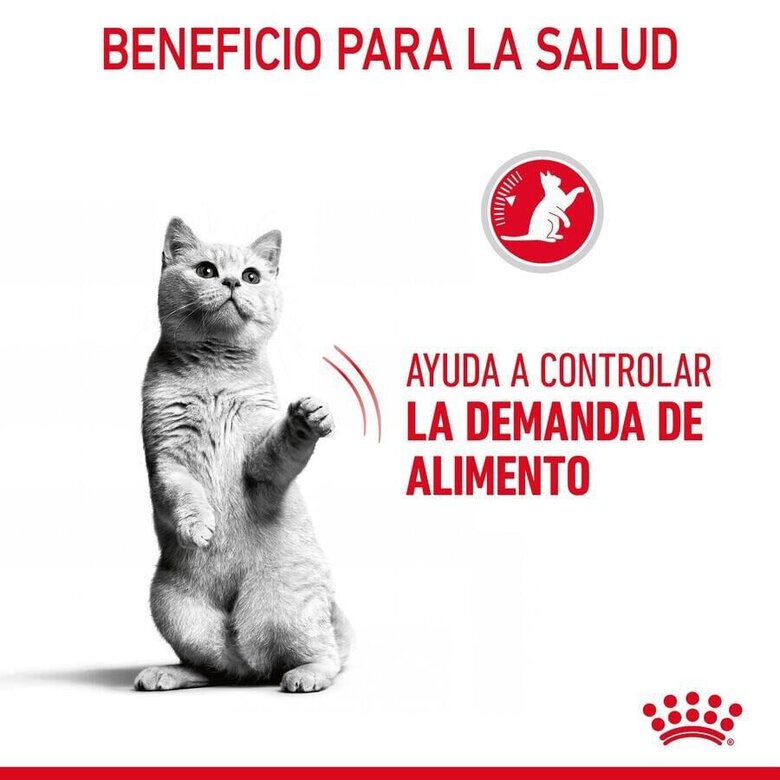 10 kg Royal Canin Appetite Control Care ração para gatos ,  Imagem número 6 10 kg Royal Canin Appetite Control Care ração para gatos , , large Imagem número 6
