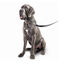 Beaphar Gentle Leader Coleira de treino negra para cães, , large Indicador imagem número 2