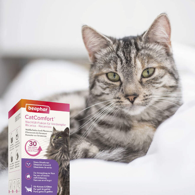 Beaphar CatComfort difusor de odor calmante e recarga para gatos,  Imagem número 3 Beaphar CatComfort difusor de odor calmante e recarga para gatos, , large Imagem número 3