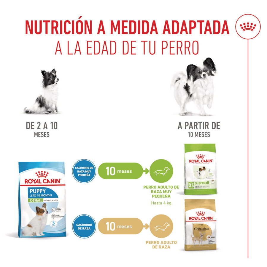 3 kg Royal Canin X-Small Puppy ra&ccedil;&atilde;o para c&atilde;es, , large Imagem n&uacute;mero 7
