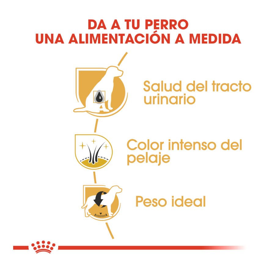 7.5 kg Royal Canin Adult Miniature Schnauzer Ra&ccedil;&atilde;o para c&atilde;es, , large Imagem n&uacute;mero 6