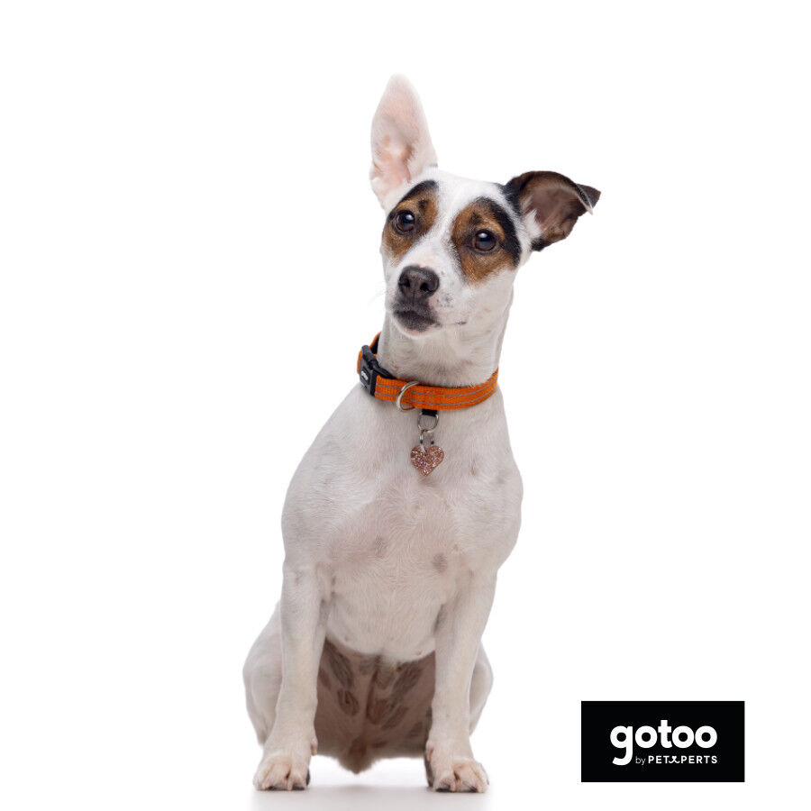 Gotoo Coleira refletora de nylon laranja para c&atilde;es, , large Imagem n&uacute;mero 7