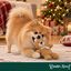 Wonder Christmas Urso Rebu&ccedil;ado Peluche para c&atilde;es, , large Indicador imagem n&uacute;mero 2