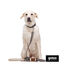 Gotoo Coleira mesh cinza para c&atilde;es, , large Indicador imagem n&uacute;mero 6