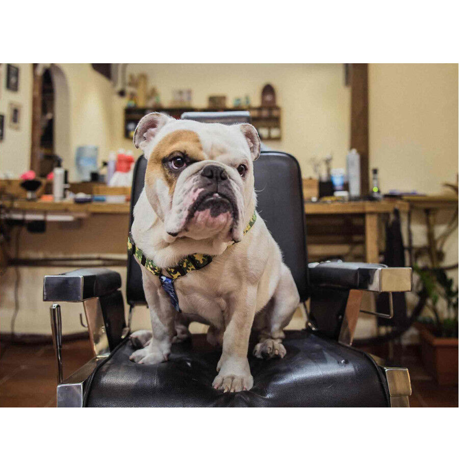 Dukier Camo Cl&aacute;ssico Peitoral com estampado de camuflagem para c&atilde;es, , large Imagem n&uacute;mero 3