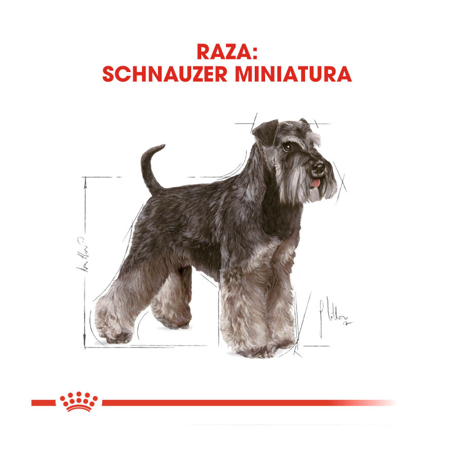 7.5 kg Royal Canin Adult Miniature Schnauzer Ra&ccedil;&atilde;o para c&atilde;es, , large Imagem n&uacute;mero 4