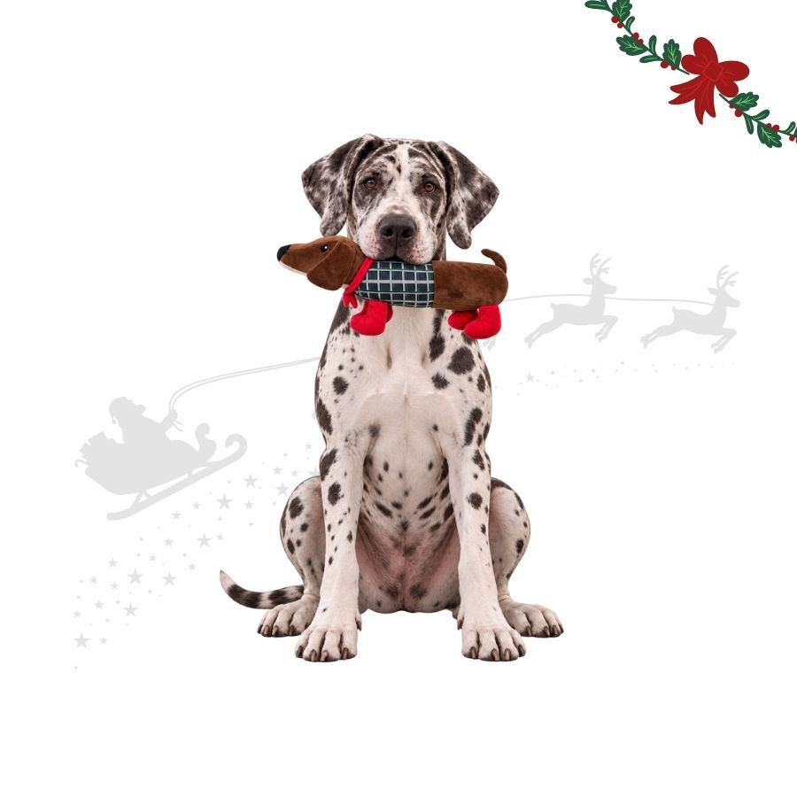 Wonder Christmas C&atilde;o Salsicha XL Peluche para c&atilde;es, , large Imagem n&uacute;mero 1