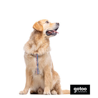 Gotoo Peitoral riscas zig- zag para cães