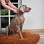 Beaphar CaniComfort Coleira Calmante 45cm para cães , , large Indicador imagem número 5