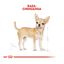 85 g Royal Canin Adult Chihuahua patê em saquetas para cães, , large Indicador imagem número 4