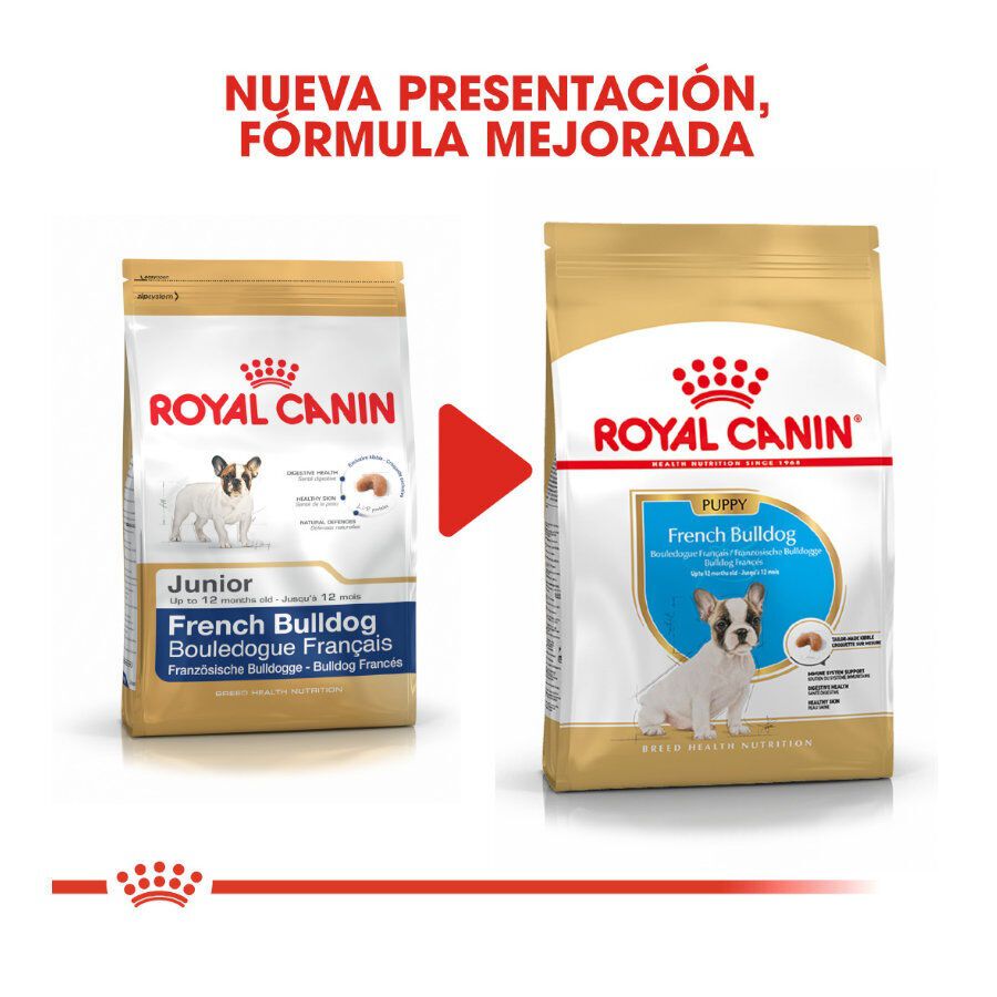 10 kg Royal Canin Puppy Bulldog Franc&ecirc;s ra&ccedil;&atilde;o para c&atilde;es, , large Imagem n&uacute;mero 3
