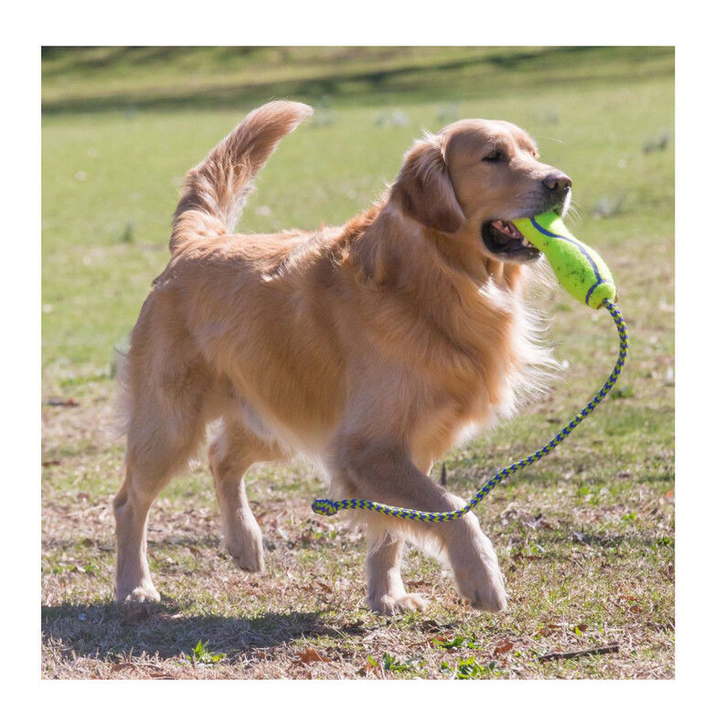 Kong Air Dog Squeaker Stick brinquedo para cães, , large image number null