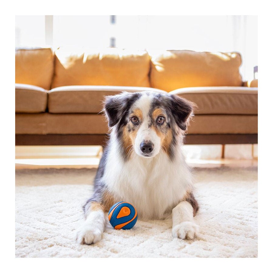 Chuckit! Ultra Squeaker Bola com som e efeito de salto para c&atilde;es, , large Imagem n&uacute;mero 3