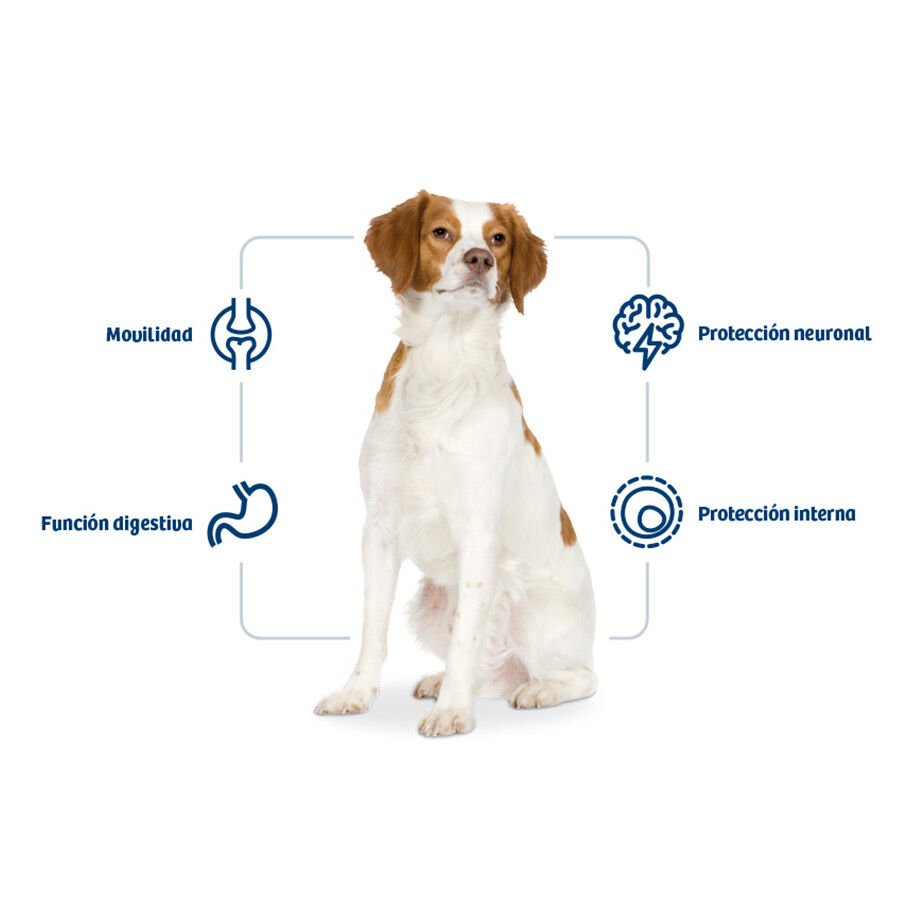 12 kg Nath Adult Medium Frango ra&ccedil;&atilde;o para c&atilde;es, , large Imagem n&uacute;mero 2