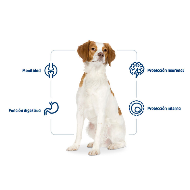 12 kg Nath Adult Medium Frango ração para cães,  Imagem número 2 12 kg Nath Adult Medium Frango ração para cães, , large Imagem número 2