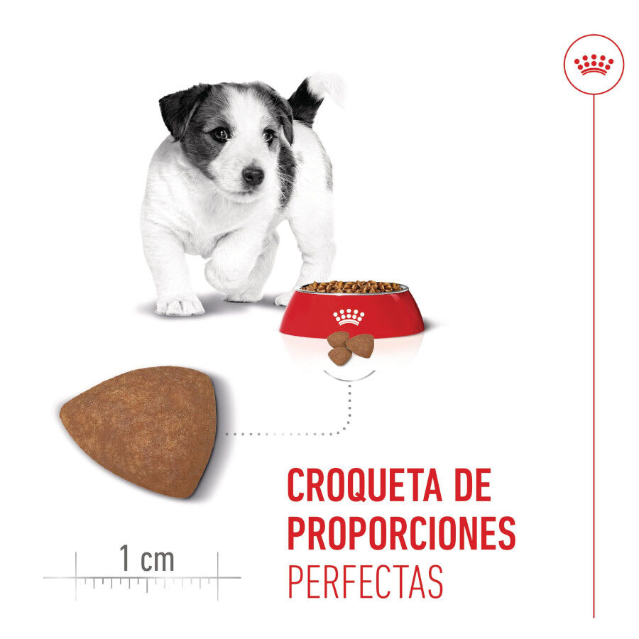 4 kg Royal Canin Mini Puppy ra&ccedil;&atilde;o para c&atilde;es, , large Imagem n&uacute;mero 5