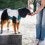 Non-stop Dogwear Colete Refrescante Pull-On Cinzento para c&atilde;es, , large Indicador imagem n&uacute;mero 4