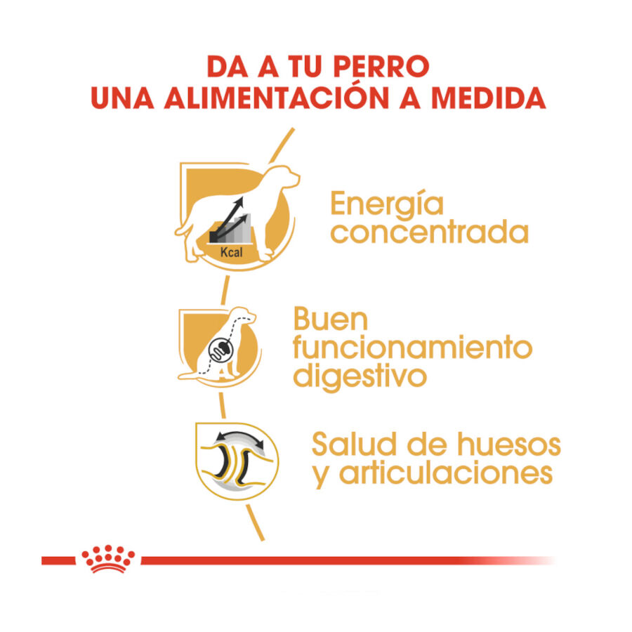 12 kg Royal Canin Adult Dogue Alem&atilde;o ra&ccedil;&atilde;o para c&atilde;es, , large Imagem n&uacute;mero 6