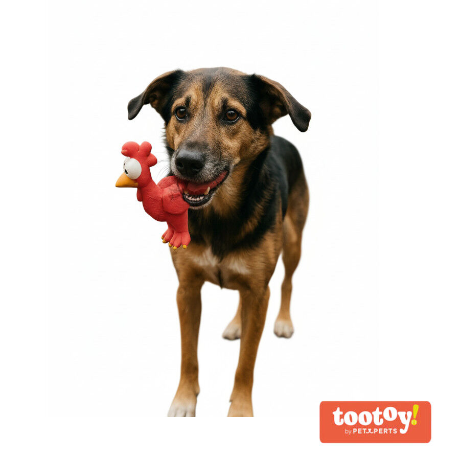 Tootoy! Chew Brinquedo galinha divertida para c&atilde;es, , large Imagem n&uacute;mero 8