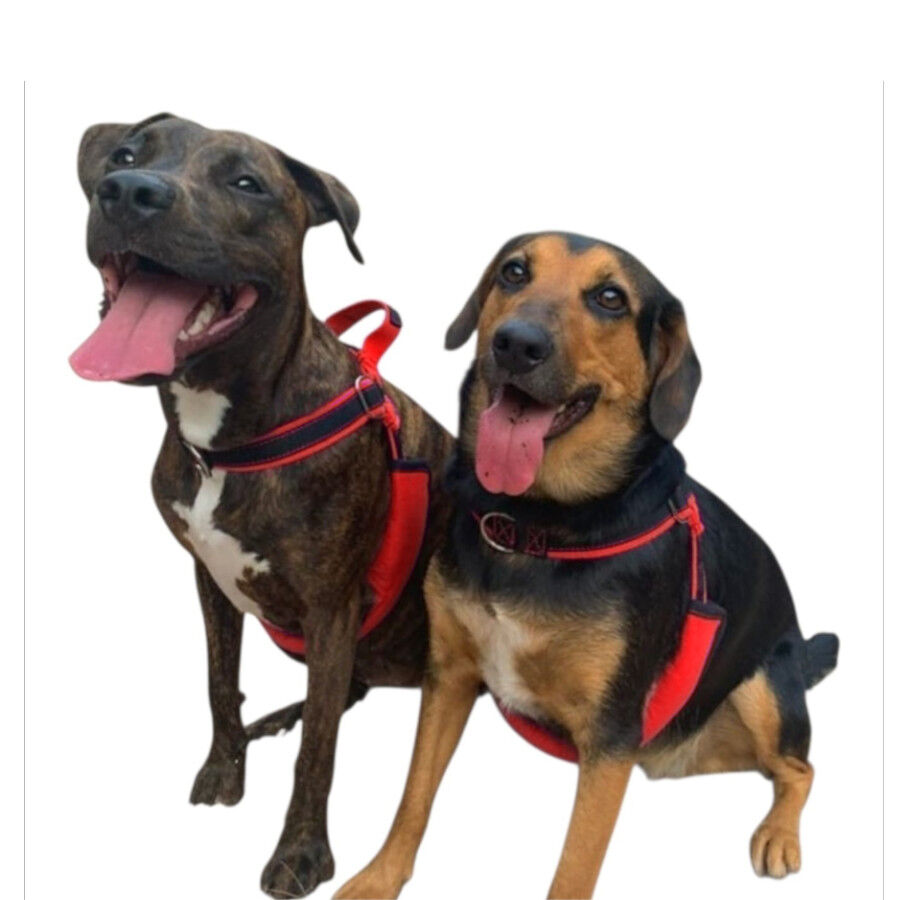 Freedom and Color Arn&ecirc;s Anti-puxar Vermelha para c&atilde;es, , large Imagem n&uacute;mero 2